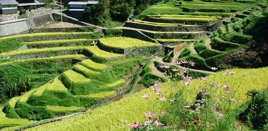 棚田の風景